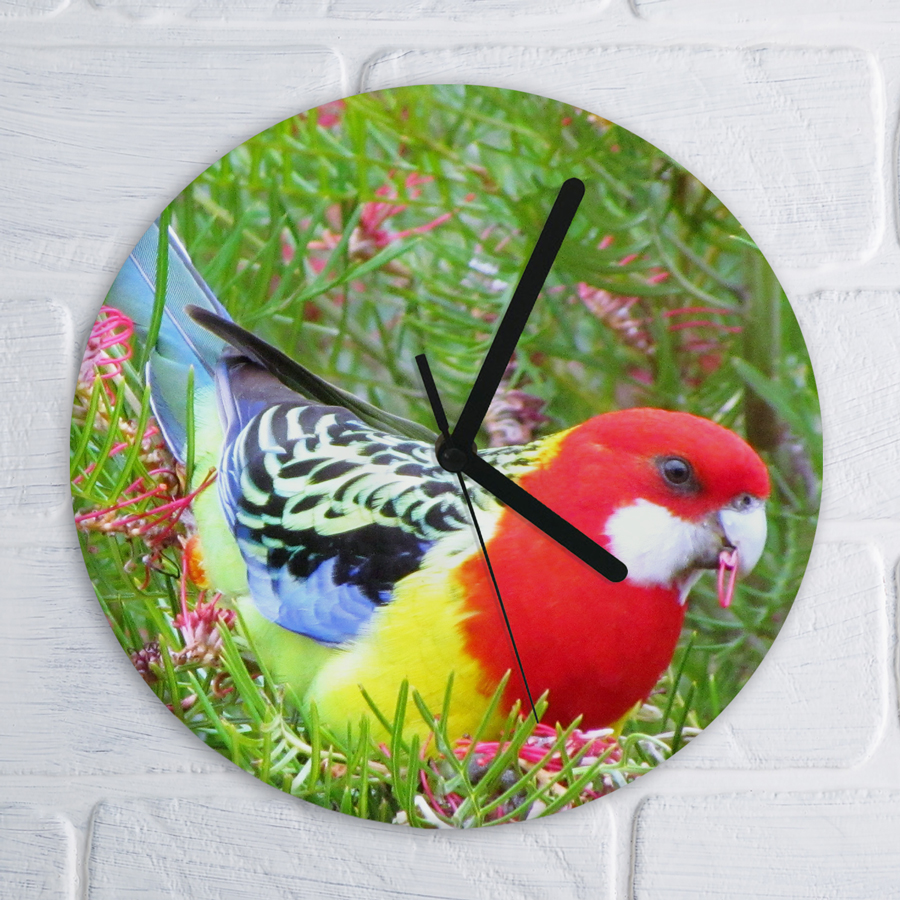 Wall clock featuring an Eastern Rosella.