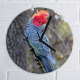 Wall clock featuring a Gang Gang Cockatoo.