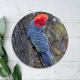 Coaster featuring a Gang Gang Cockatoo.