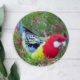 Eastern rosella coaster