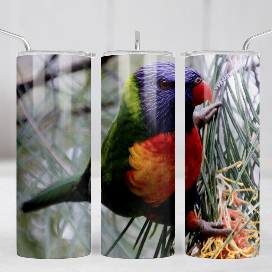20oz skinny tumbler featuring a Rainbow Lorikeet.